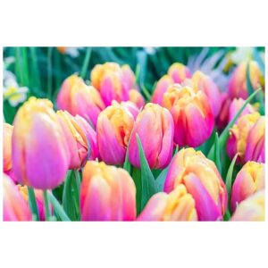 10 Pink Passion Tulip Bulbs for Fall Planting and Blooming