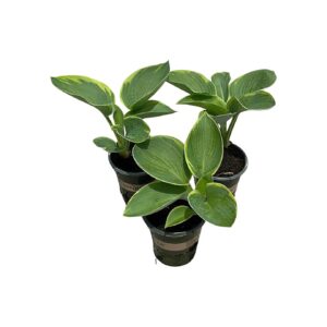 3 Live Perennial Hosta Francis Williams Plants in 1 Quart Pot for Beautiful Accents