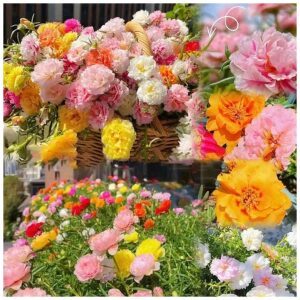 Beautiful Moss Rose Seeds for Outdoor Planting in Loam Soil