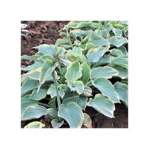 Blue Green Foliage Shade Garden Plants Hosta Earth Angel 3 Pack