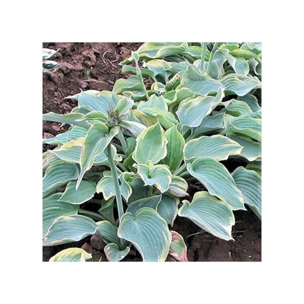 Blue Green Foliage Shade Garden Plants Hosta Earth Angel 3 Pack