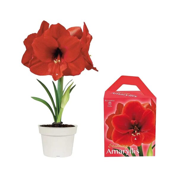 Complete Amaryllis Kit for Growing Red Plants Indoors with Care