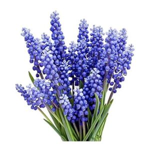 Count Grape Hyacinth Bulbs with 9-10 cm Top Size, Spring Blooms