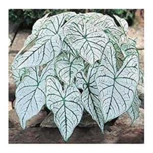 Excellent Indoor and Outdoor Flowering Plant for Partial Shade