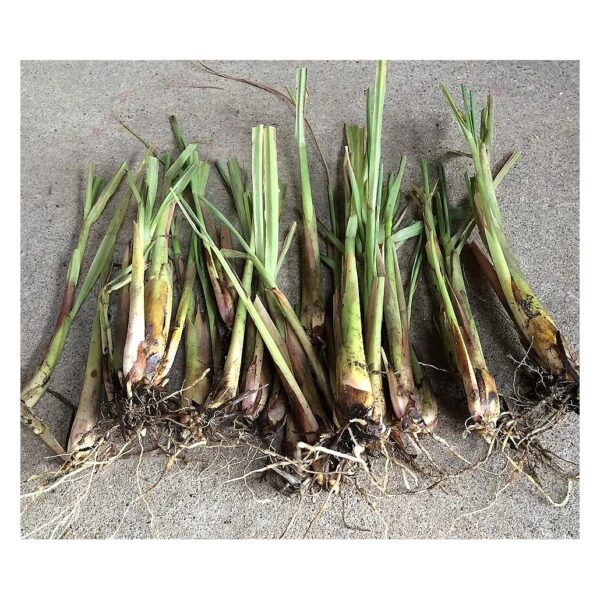 Fresh Lemongrass Cuttings Cymbopogon 5 Stalks Organic Live Herb Plant