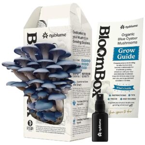 Freshly Grown Organic Blue Oyster Mushrooms Home Growing Kit for All