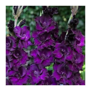 Growing Gladiolus Flower Bulbs, 20 Purple Flora, No Fillers, Full Sun, Spring, Zones 8-10