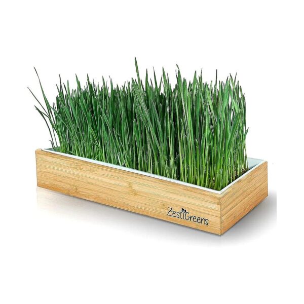 Healthy Living Wheat Grass Growing Kit with Organic Seeds and Self-Watering System