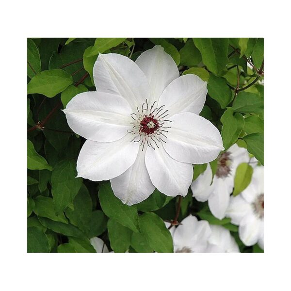 Henryi Clematis Vine Pure White in 5" Pot for Fall Planting