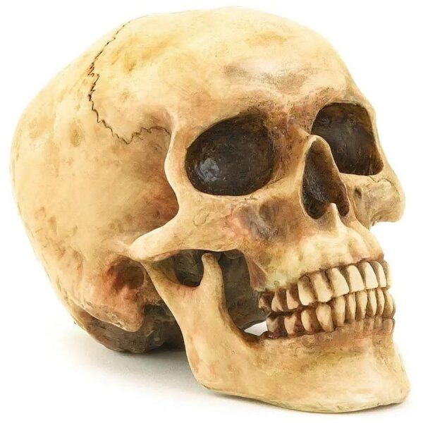 Highly Realistic Polyresin Human Skull Statue Table Decor Home Accessory