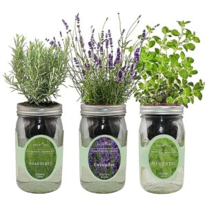 Indoor Herb Garden Kit with Rosemary, Lavender, Oregano - Hydroponic Growing System