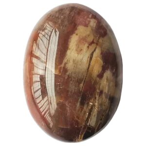 Natural Petrified Wood Palm Stones Weighted Worry Stones for Massage and Meditation