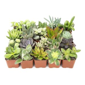 Pack Live Succulent Plants in Cacti Soil Mix with Various Kinds of Flowers and Foliage