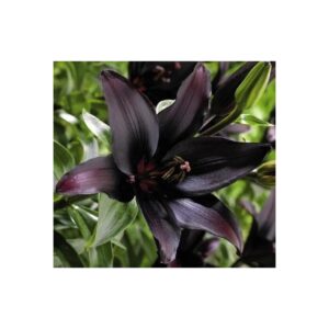 Plant Black Lily Bulbs for Beautiful Colorful Flowers in Your Garden