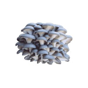 Quality Organic Blue Oyster Mushroom Growing Kit with Humidity Tent for Easy Harvest