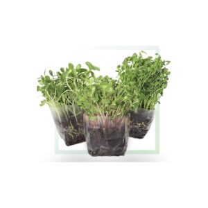 Round Fresh Greens Growing Kit with Drought Tolerant Seeds