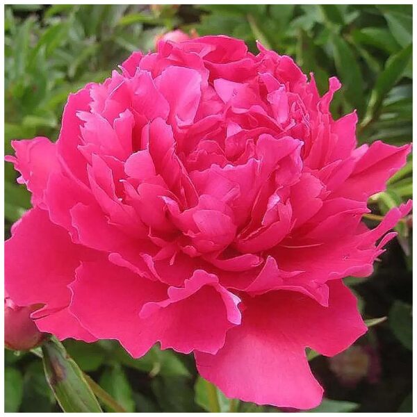 Season Red Double Rose Peony Bare Root with Good Fragrance