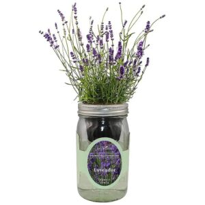 Watering Mason Jar Indoor Herb Garden Starter Kit