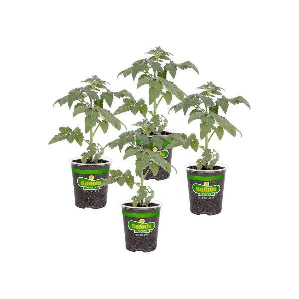 Yielding Tomato Plants, 4 Pack, Big Boy Variety, 6-10 Foot Long, Full Sun Required