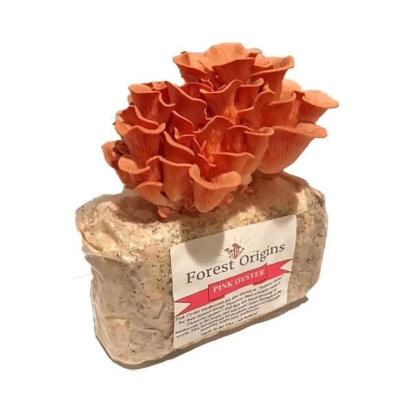 to-Use Pink Oyster Mushroom Grow Kit for Indoor Cultivation, Harvests in 10 Days